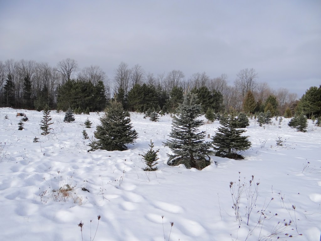 MacPherson Christmas Tree Farm | 17422 ON-48, Whitchurch-Stouffville, ON L4A 1Z1, Canada | Phone: (905) 717-0499