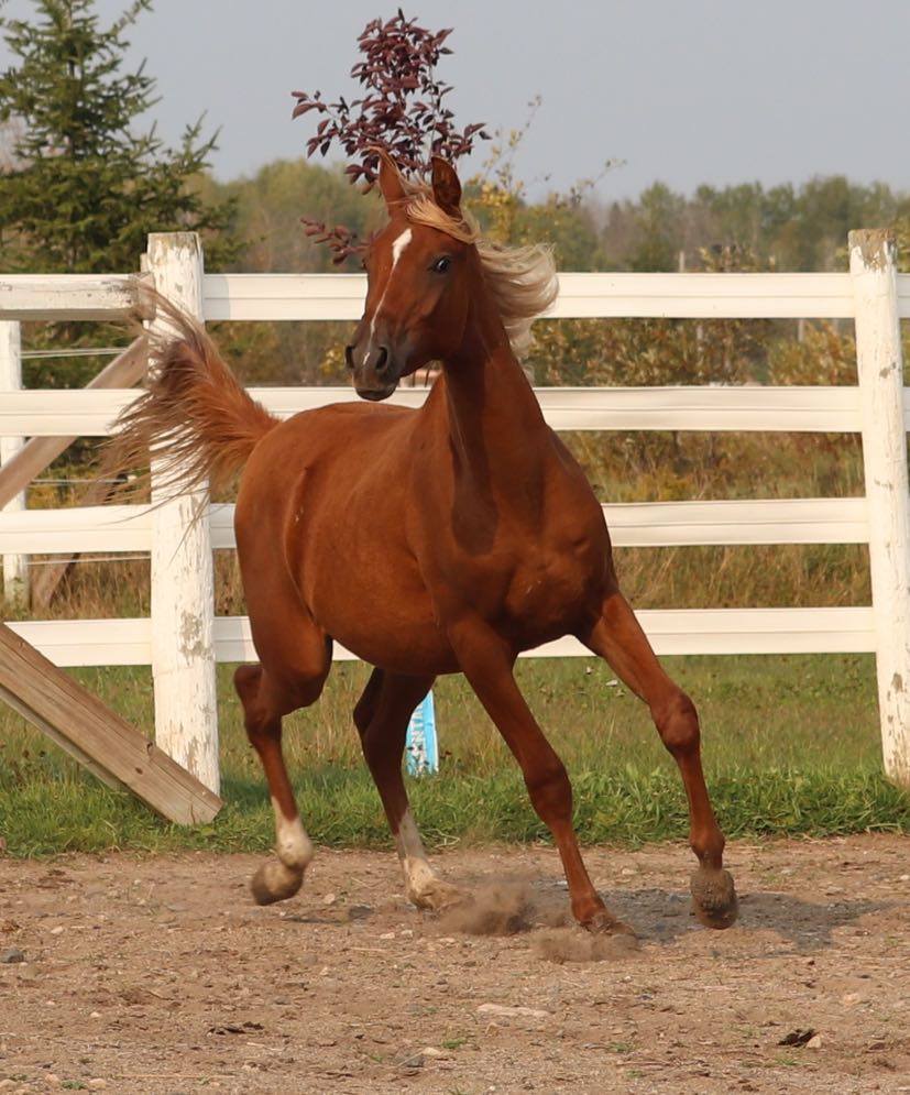 Desert Roots Arabian Horses. | 253 Peters Rd, Colborne, ON K0K 1S0, Canada | Phone: (905) 376-3361