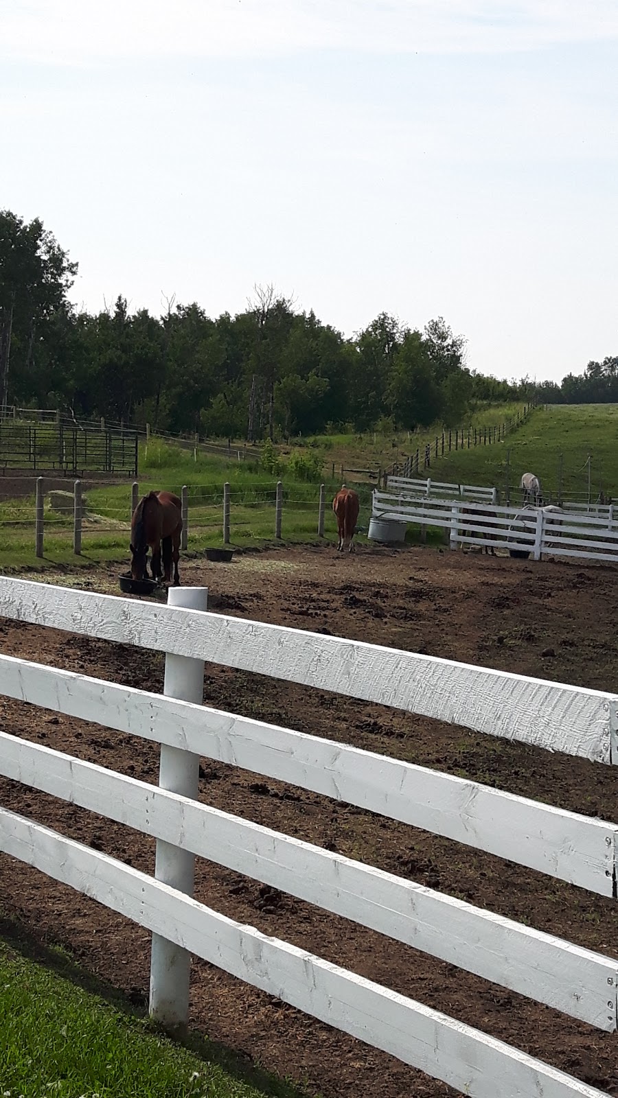 Coal Lake Stables | 48167, Range Rd 235, Millet, AB T0C 1Z0, Canada | Phone: (780) 387-1889