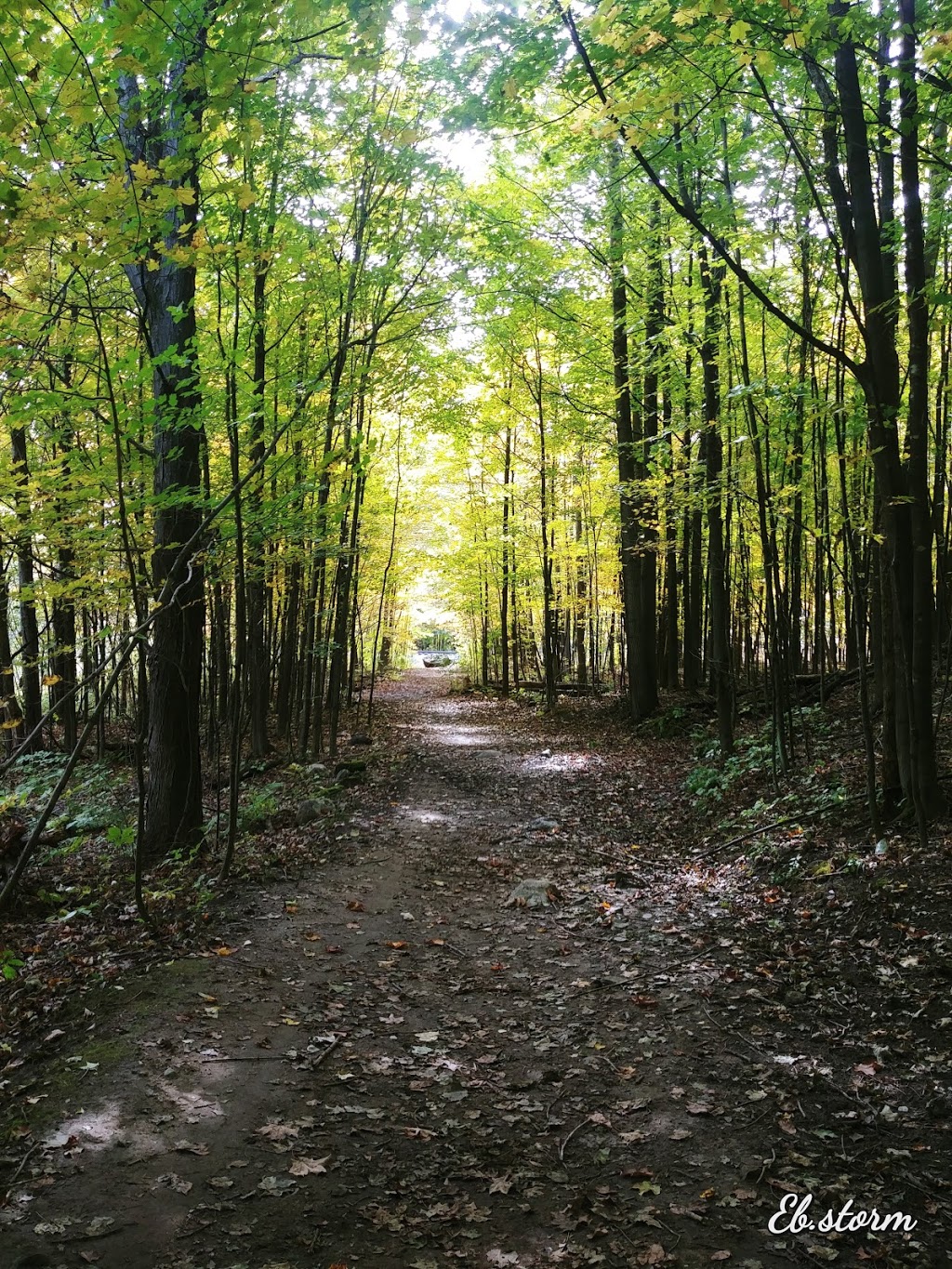 Parc a Chien sans laisse | District Bellevue, Gatineau, QC J8P 1T3, Canada