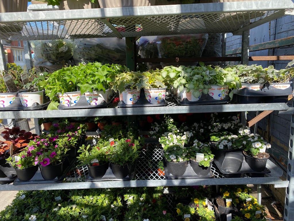 Everything Store & Garden Center | 923 Pape Ave, East York, ON M4K 3V3, Canada | Phone: (416) 465-3132