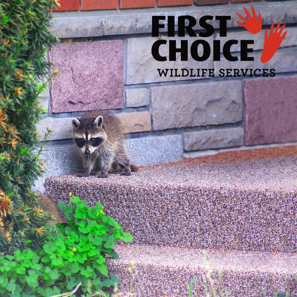 First Choice Wildlife Services | Oakville, ON L6H 0P9, Canada | Phone: (905) 399-4670