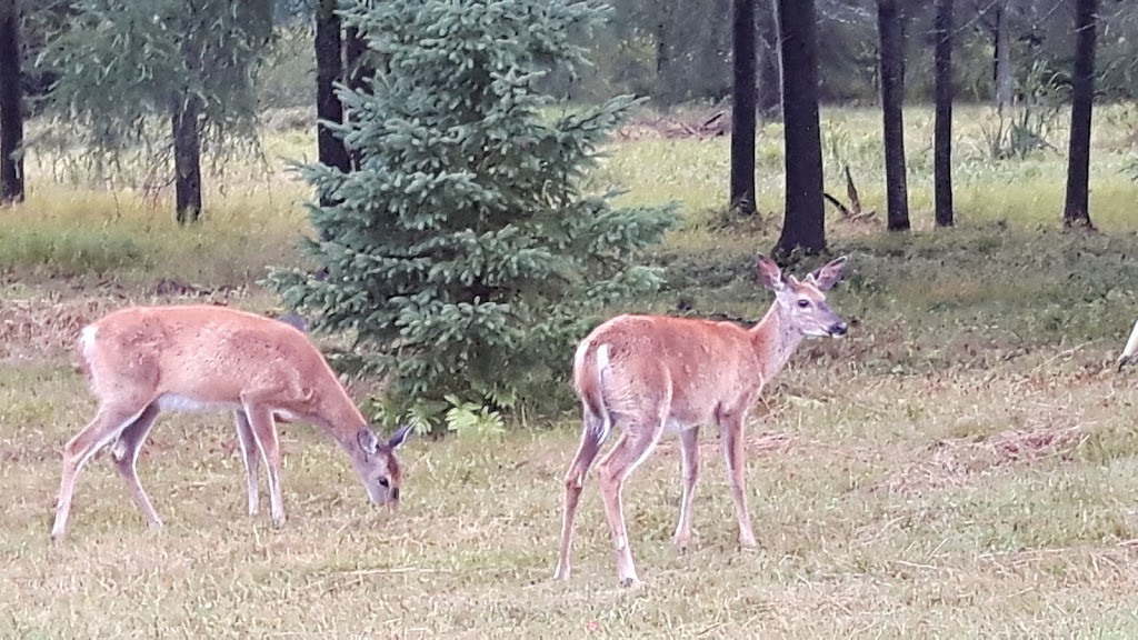 Auberge du Lac-Chapleau | 7 Chemin des Fondateurs, La Minerve, QC J0T 1S0, Canada | Phone: (819) 274-2845