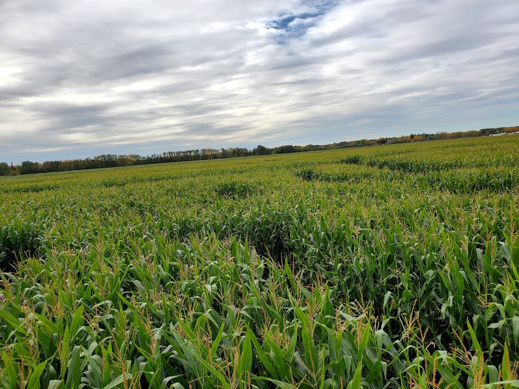 Edmonton Corn Maze | 26171 Secondary Hwy 627, Spruce Grove, AB T7Y 1B3, Canada | Phone: (825) 535-3600