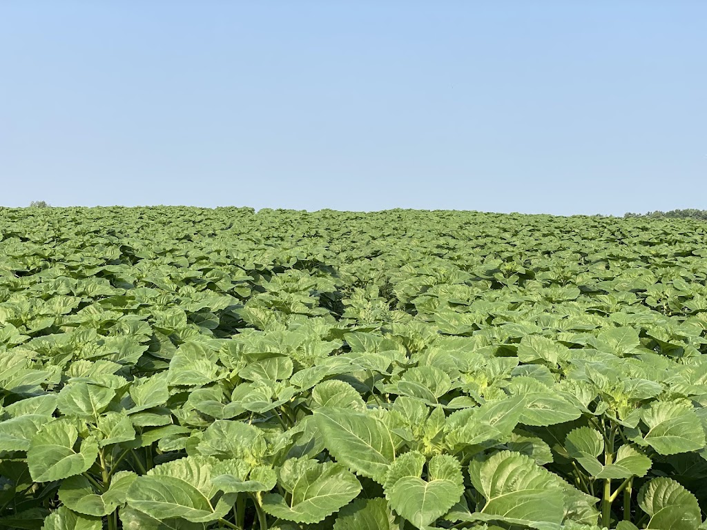 Sunflower Fields of Markham | 10378 ON-48, Markham, ON L3P 3J3, Canada | Phone: (416) 859-6159