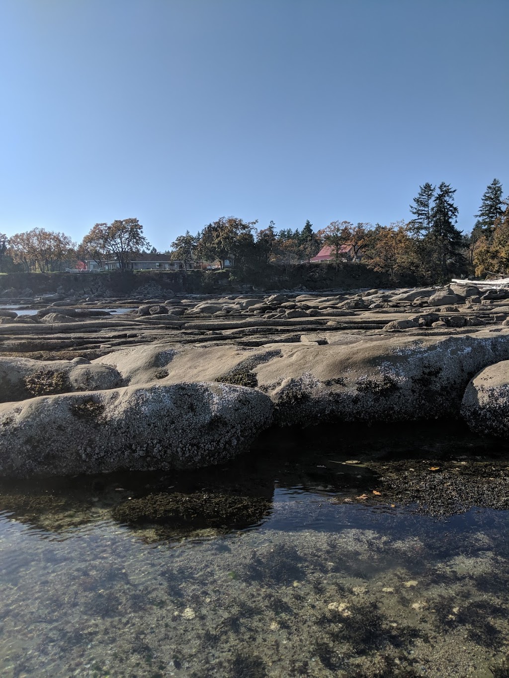 Canadian Pacific Algae | 3145 Headland Rd, Nanaimo, BC V9X 1N8, Canada | Phone: (250) 722-0219