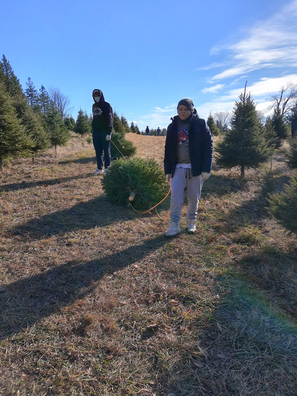 Chickadee Christmas Trees | 6639 Wellington Road 34, Cambridge, ON N3C 2V4, Canada | Phone: (519) 654-2029