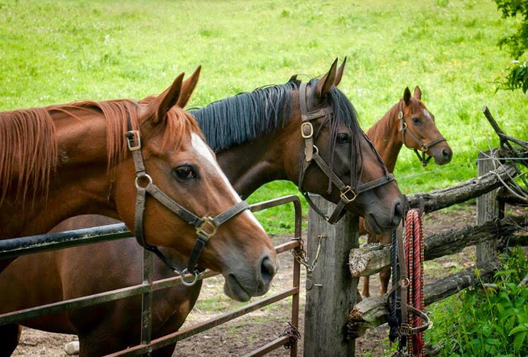 Equine Awareness | 13719 First Line Nassagaweya, Moffat, ON L0P 1J0, Canada | Phone: (519) 362-1182