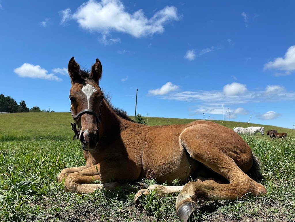 Amplify Stables | 1169 Concession Rd 4, Loretto, ON L0G 1L0, Canada | Phone: (905) 291-3663