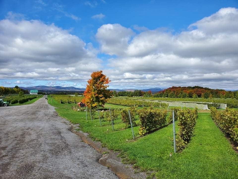 Vignoble Ste-Pétronille - Winery & Cidery | 8705 Chem. Royal, Sainte-Pétronille, QC G0A 4C0, Canada | Phone: (418) 828-9554