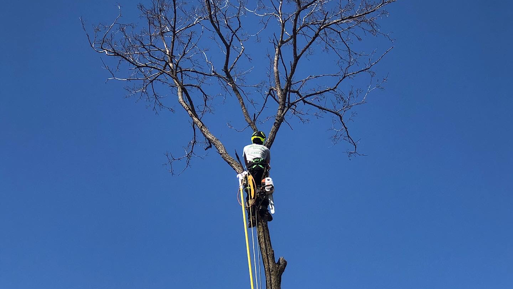 Services D’arbre Expert | 101 Terr. Miron, Lavaltrie, QC J5T 1B7, Canada | Phone: (514) 829-1890