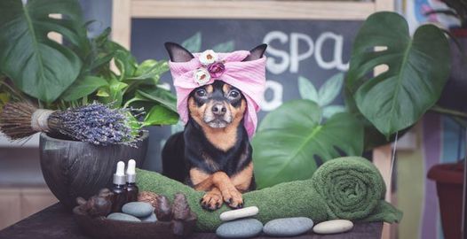 A Rover Makeover Pet Grooming & K9 Dental Care | 2417 Golf Course Dr #8, Blind Bay, BC V0E 1H2, Canada | Phone: (250) 300-0430