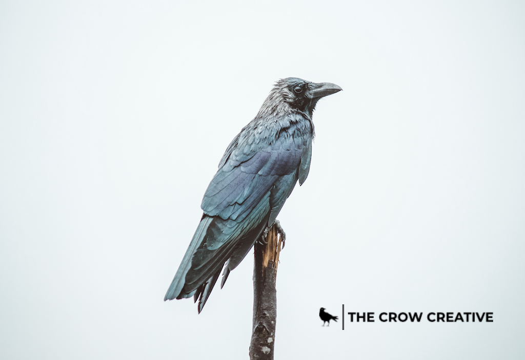 The Crow Creative | 6 Beacon Crescent, St. Albert, AB T8N 0A3, Canada | Phone: (780) 619-8998