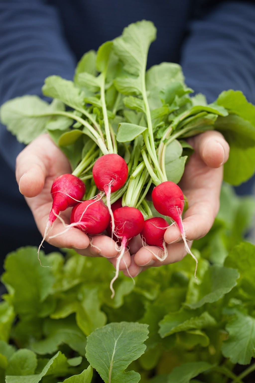 The Garden Shop at High Country | 8069 Mons Ct, Whistler, BC V8E 1K8, Canada | Phone: (604) 932-3654