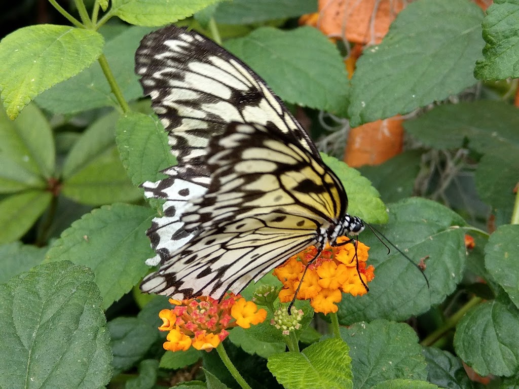 The Friends of the Botanical Garden of Montreal | 4101 Sherbrooke Est, Montréal, QC H1X 2B2, Canada | Phone: (514) 872-1493