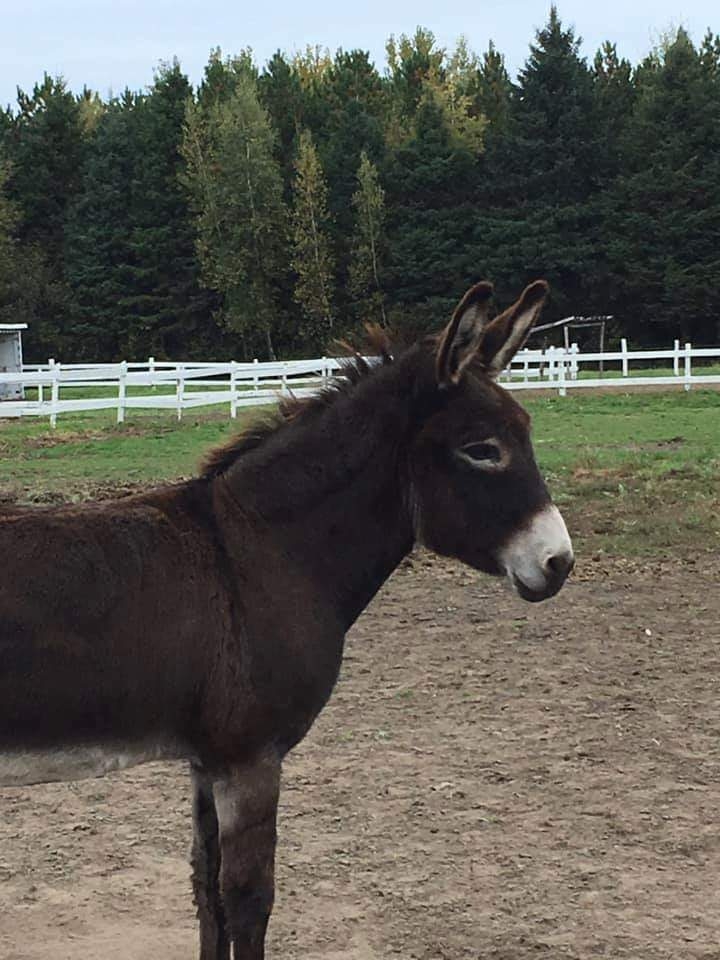 Centre Équilibre | 87 Rang du Petit Bois, Pierreville, QC J0G 1J0, Canada | Phone: (438) 874-0218