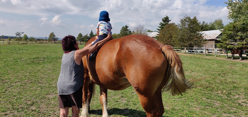 Breezzy Acres - Fresh eggs & meat | 11486 County Rd 10, Stayner, ON L0M 1S0, Canada | Phone: (705) 428-5336