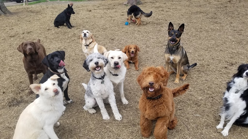 Happy Paws Dog Daycare & Boarding | 2190 County Rd. 20 W, Harrow, ON N0R 1G0, Canada | Phone: (226) 787-2809