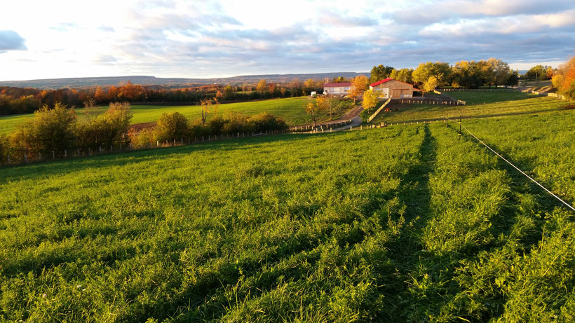 Good Family Farm Store | 157366 7th Line, Meaford, ON N4L 1W6, Canada | Phone: (519) 616-1090