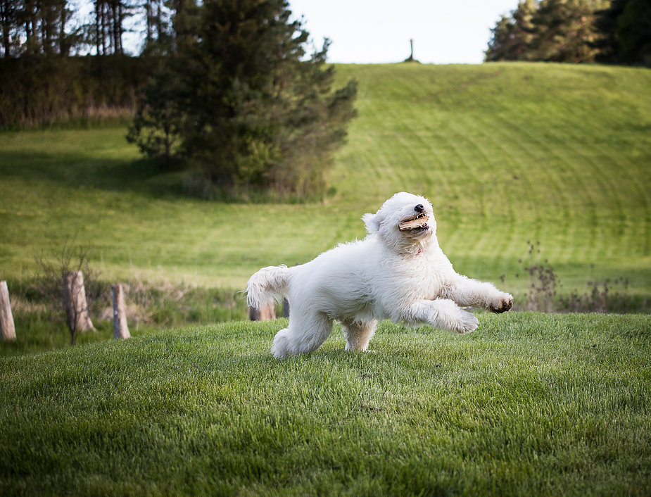 Ridge & Valley Farm- Goldendoodle Breeder | 5318 ON-3, Simcoe, ON N3Y 4K4, Canada | Phone: (905) 518-8771