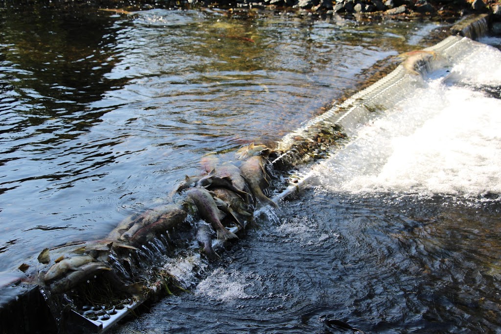 Chehalis River Hatchery | 16250 Morris Valley Rd, Agassiz, BC V0M 1A1, Canada | Phone: (604) 796-9444