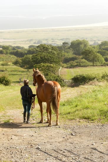 Equine Engagement | Reid Rd, Uxbridge, ON L9P 1R4, Canada | Phone: (647) 855-1116