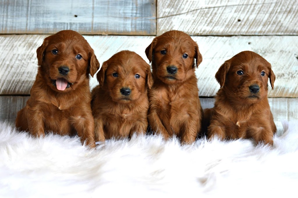 Fox Hollow Goldendoodles | 121097, Side Rd 12, Tara, ON N0H 2N0, Canada | Phone: (519) 502-0966