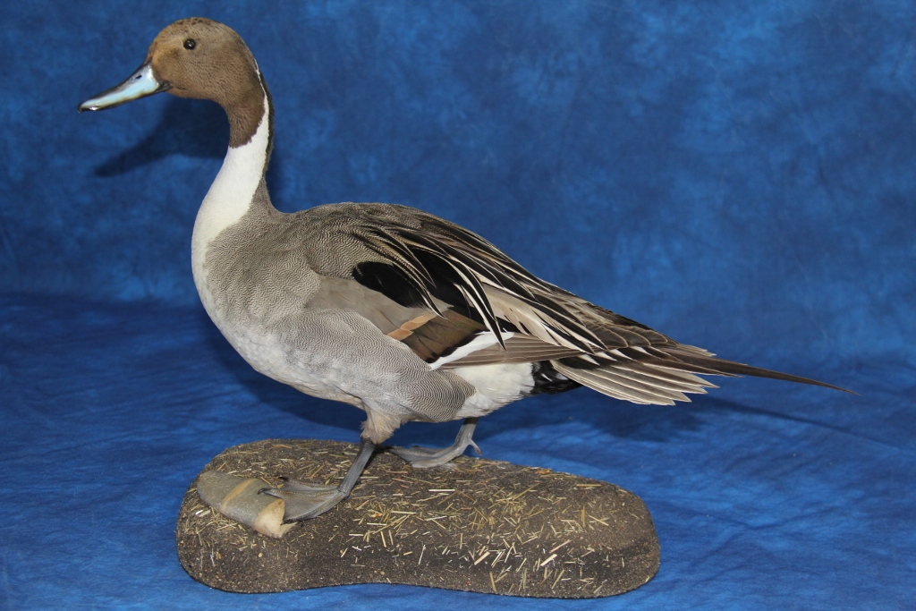 Mountain View Taxidermy | 102 Beech Crescent, Olds, AB T4H 1M1, Canada | Phone: (403) 556-6644