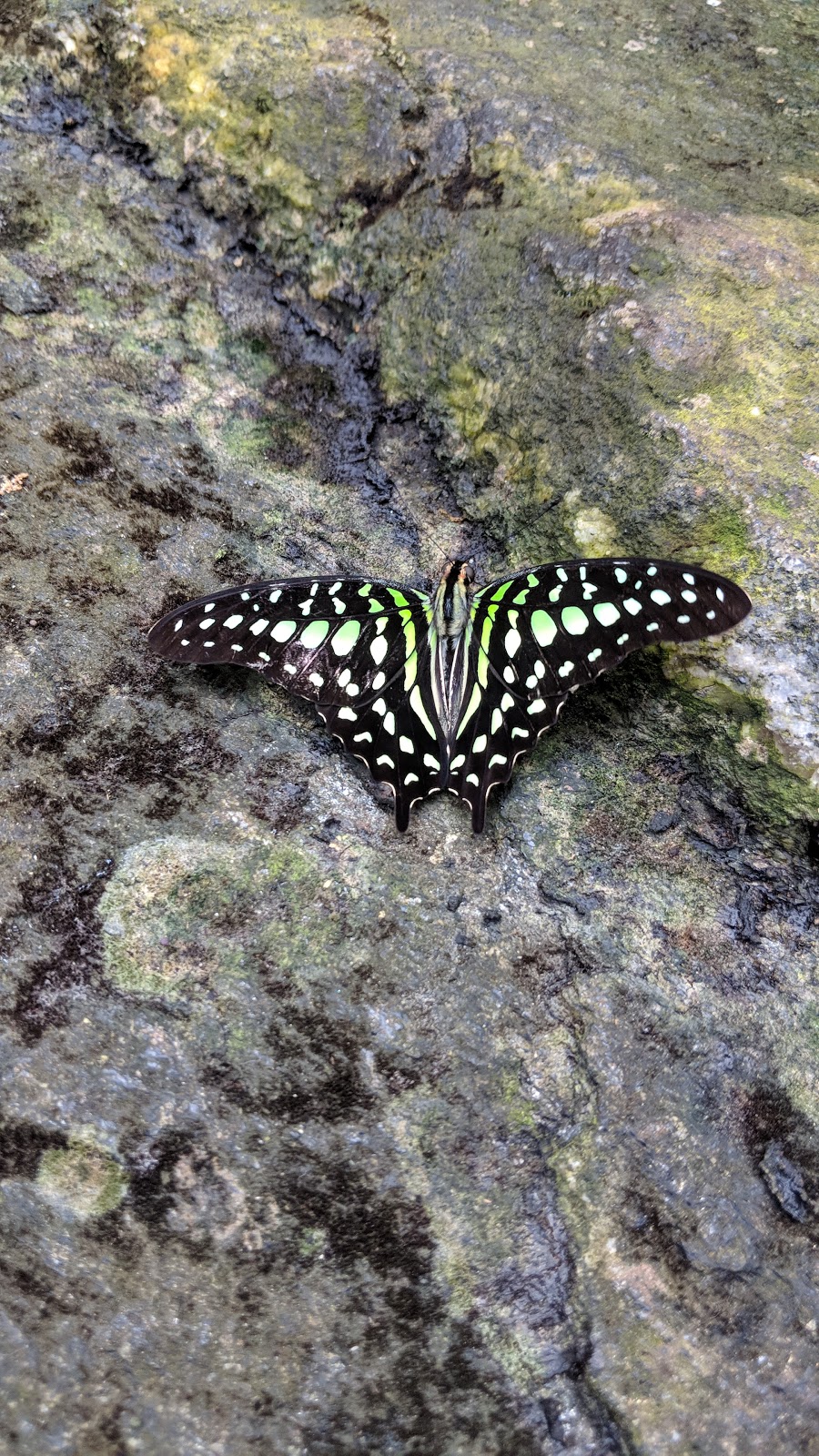 Butterfly Conservatory Visitors Parking | Unnamed Road, Niagara Falls, ON L2E, Canada