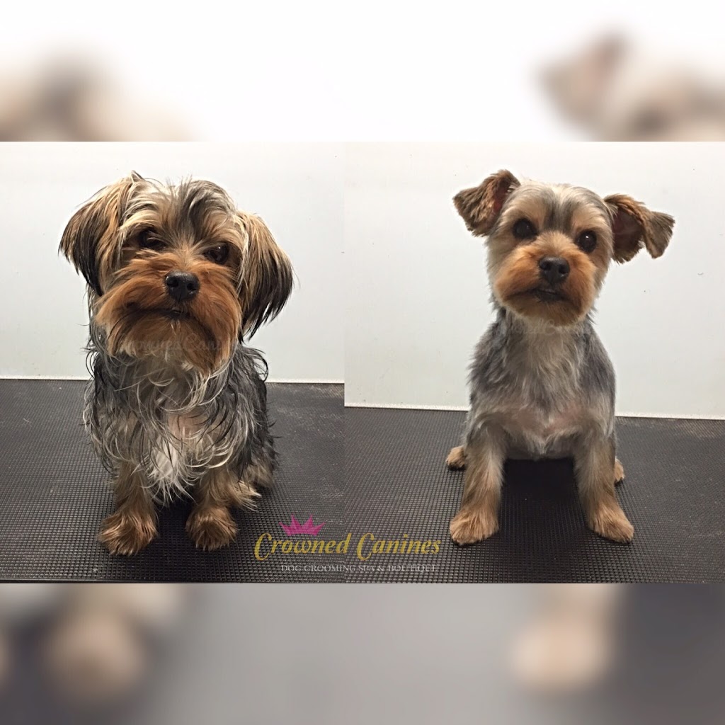 Crowned Canines Dog Grooming Spa & Boutique | 63 Queen St S Unit 6, Mississauga, ON L5M 3S9, Canada | Phone: (905) 997-4738