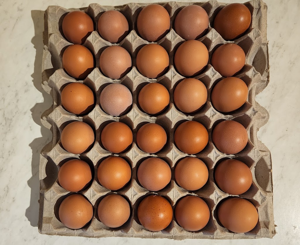 Farm Fresh Eggs | 49006 Provincial Trunk Hwy 12, Ste-Geneviève, MB R5J 0A1, Canada | Phone: (204) 408-1735