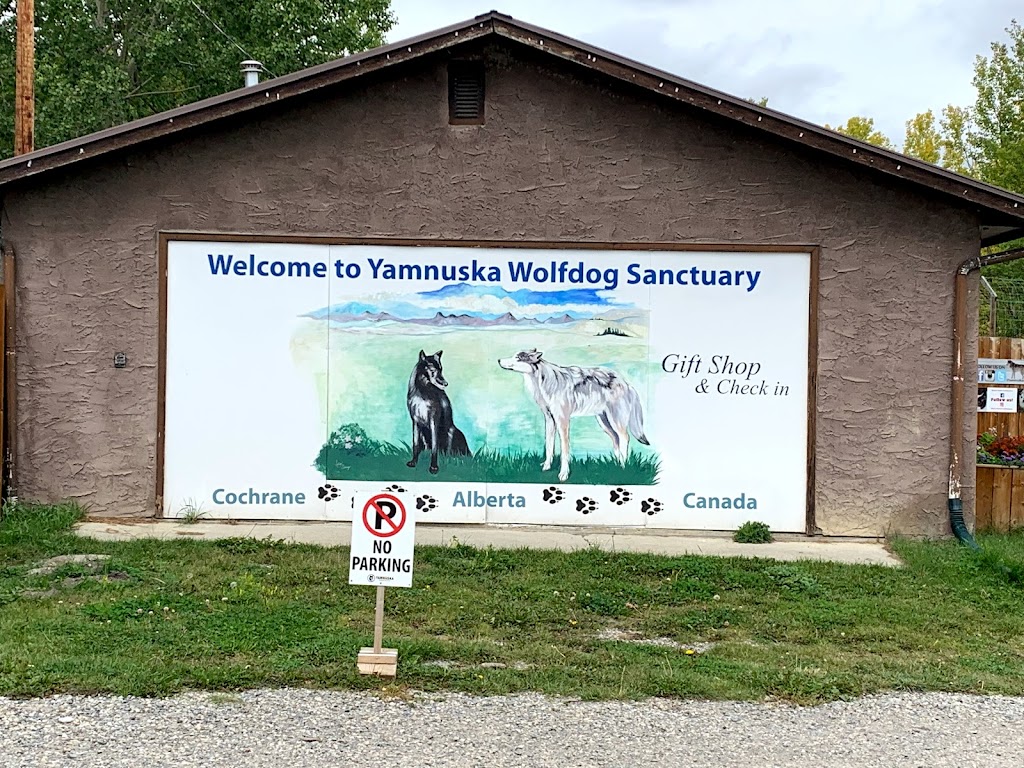 Yamnuska Wolfdog Sanctuary | 263156 Range Rd 53, Cochrane, AB T0M 2E0, Canada | Phone: (587) 890-9653