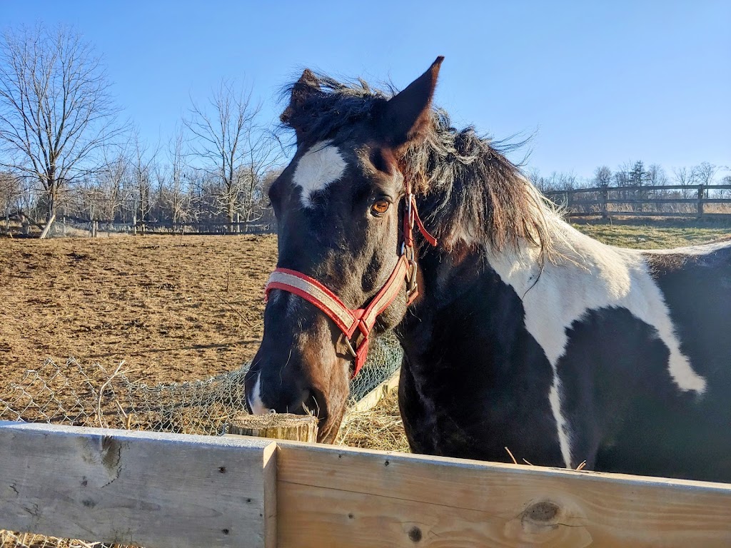 Maple Stables | 11772 17 Side Rd, Georgetown, ON L7G 4S6, Canada | Phone: (647) 937-2445