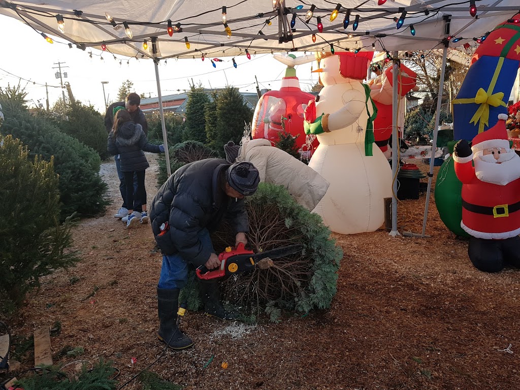 Chungs Christmas Tree Lot | 5749 Ladner Trunk Rd, Delta, BC V4K 1X5, Canada | Phone: (604) 780-7840