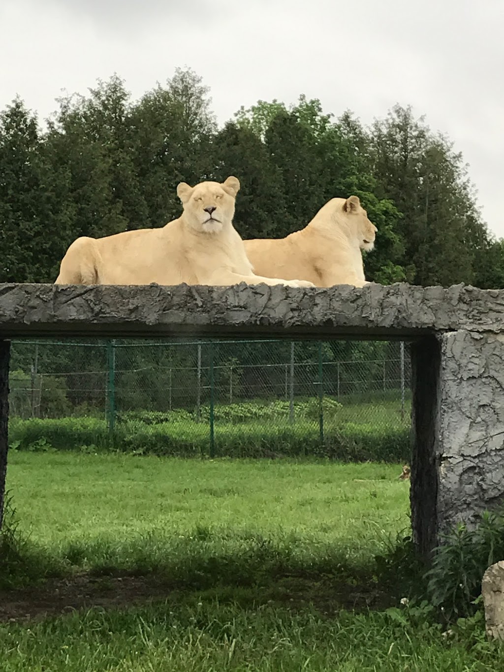 African Lion Exhibit | Fort Erie, ON, Canada