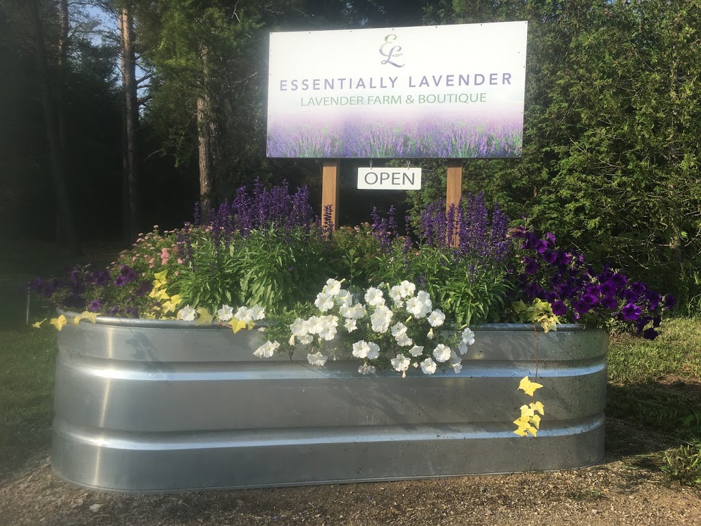 Essentially Lavender | 1379 Concession 10, Formosa, ON N0G 1W0, Canada | Phone: (519) 722-9324