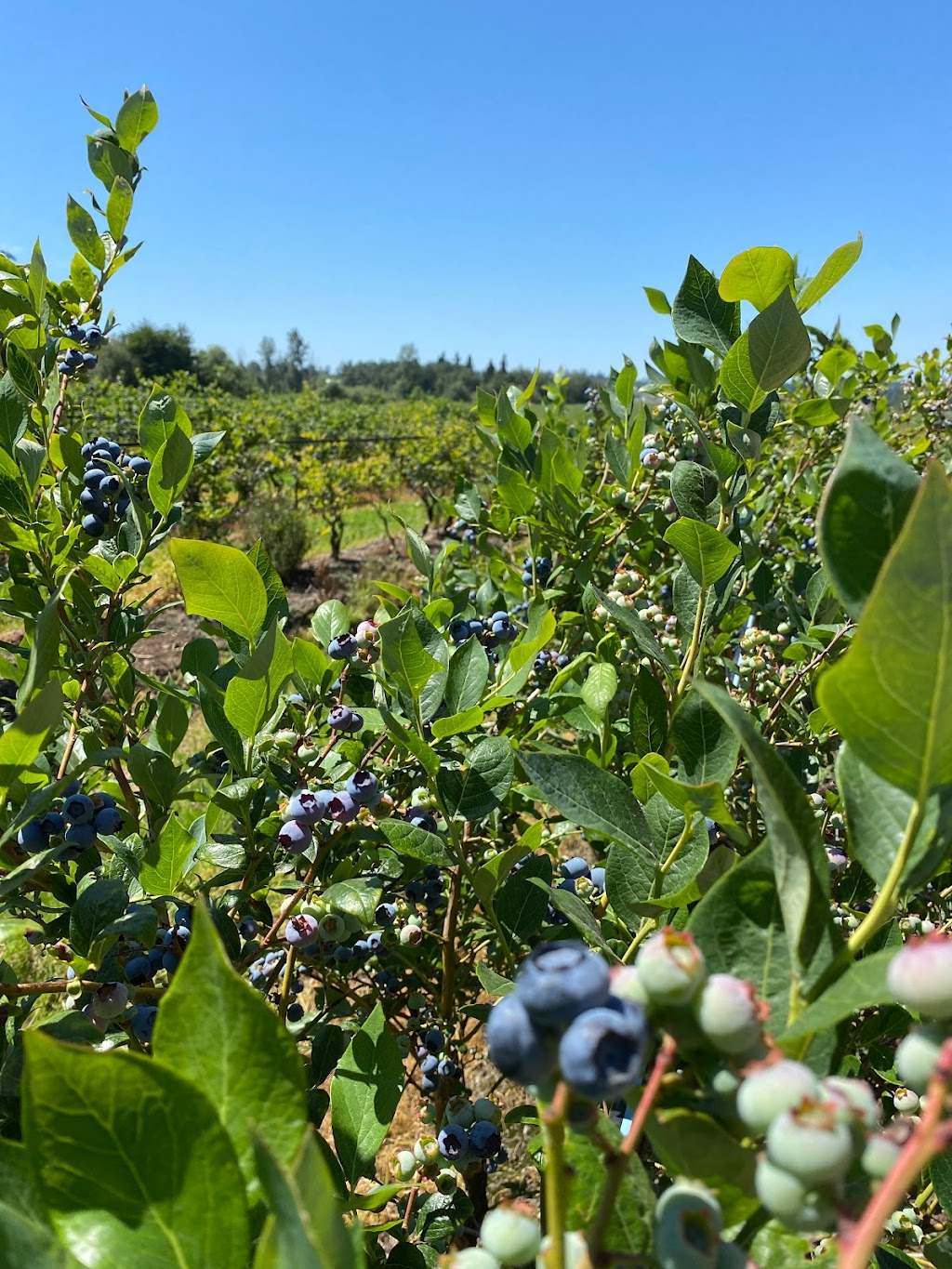 Grandpa’s Blueberry Farm | 1857 232 St, Langley Twp, BC V2Z 2Z6, Canada | Phone: (778) 858-8147