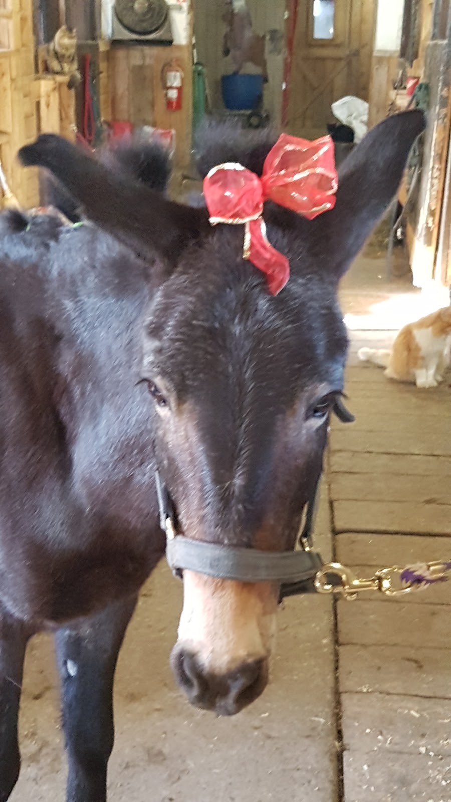 Equestrian Center Entre-Ami | 48 Chemin des Vingt, Saint-Mathieu-de-Beloeil, QC J3G 0E5, Canada | Phone: (450) 467-1264