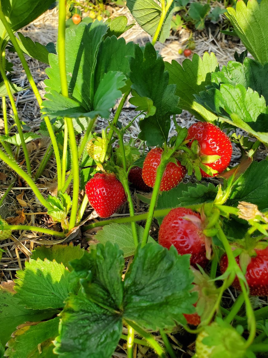 Whiteshell Strawberry Farm | Hwy 11, 1/4 km. N of, Elma, MB R0E 0Z0, Canada | Phone: (204) 348-7660