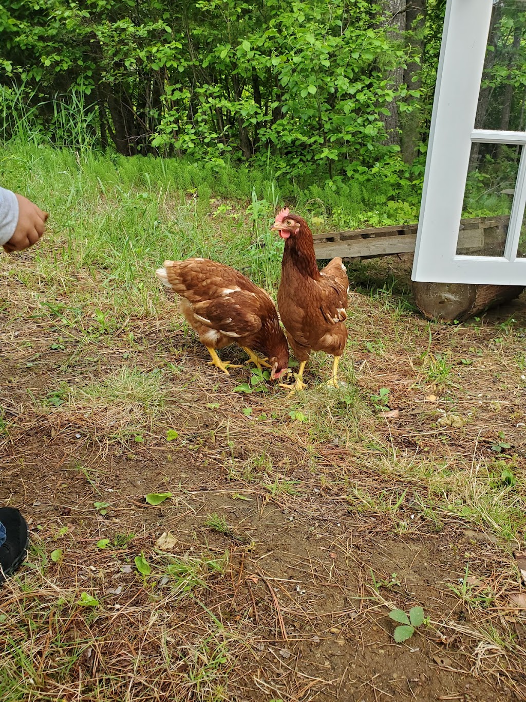 Ferme Bourgeois - Élevage naturel | 7161 Rte Sir Wilfrid Laurier, Mirabel, QC J7N 1P2, Canada | Phone: (450) 258-2117