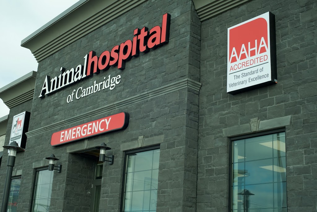 Animal Hospital Of Cambridge | 621 Hespeler Rd, Cambridge, ON N1R 6J3, Canada | Phone: (519) 624-9760