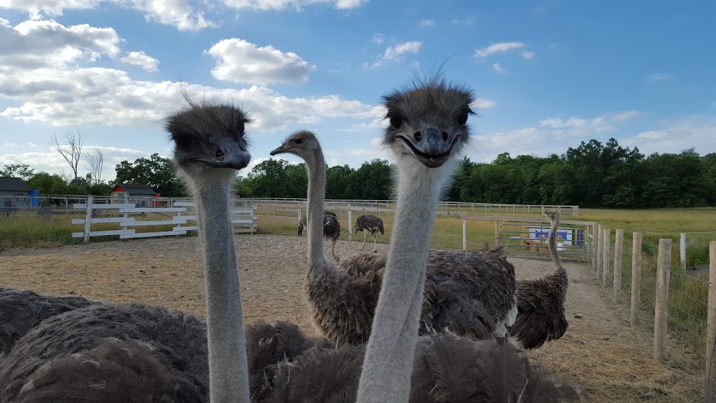 Ostrich Land Ontario | 8299 Concession Rd 2, Caistor Centre, ON L0R 1E0, Canada | Phone: (647) 988-0841