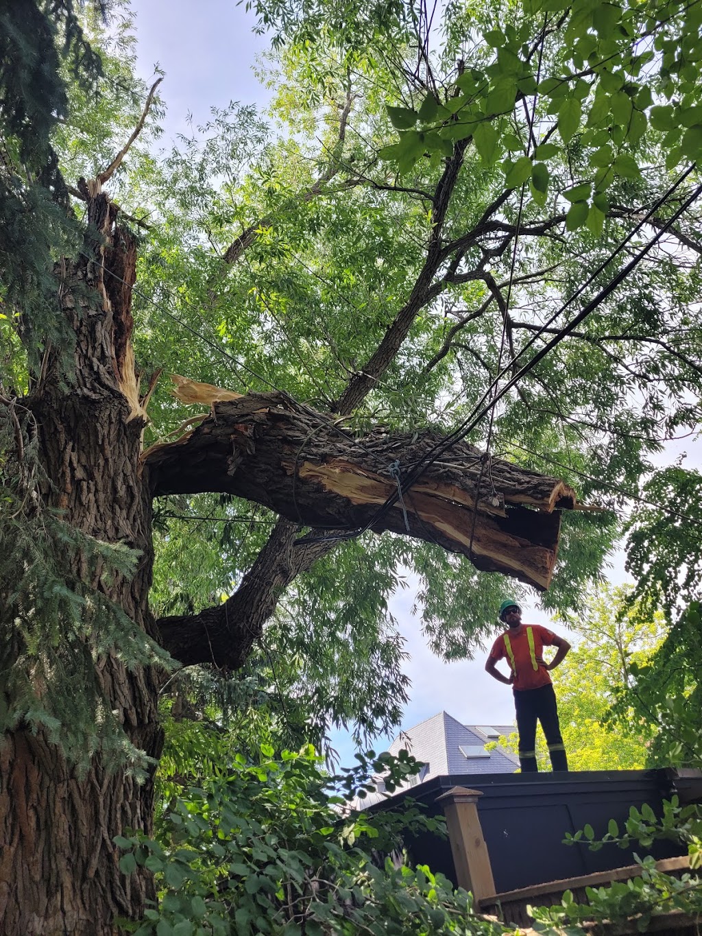 Wight Tree Service Inc | 52 Bethel Sideroad, Keswick, ON L0E 1R0, Canada | Phone: (289) 231-9274