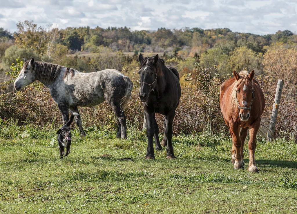 Lougheed Farm & Estates | 110 Powerline Rd, Brantford, ON N3T 5L8, Canada | Phone: (226) 450-2594