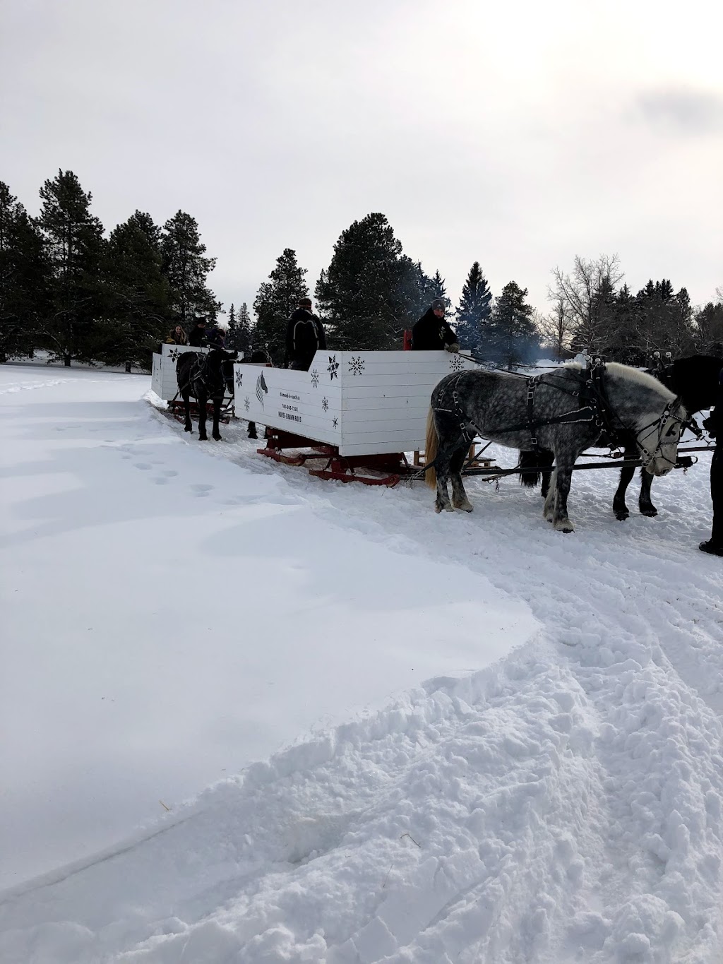 Silver Skate Festival Society | 10212 112 St NW, Edmonton, AB T5K 1M4, Canada | Phone: (780) 488-1960