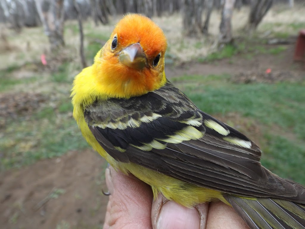 McKellar Island Bird Observatory | Baffin St, Thunder Bay, ON P7E 0A3, Canada | Phone: (807) 709-6870