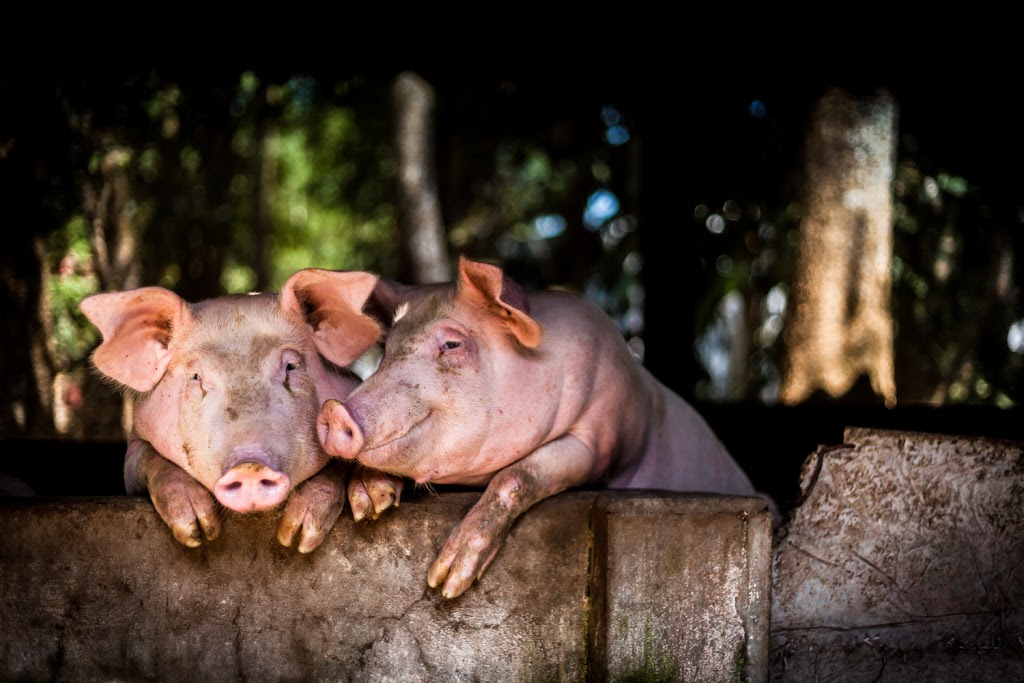 Country Meat & Sausage | 79 Penner Dr, Blumenort, MB R0A 0C0, Canada | Phone: (204) 326-3252