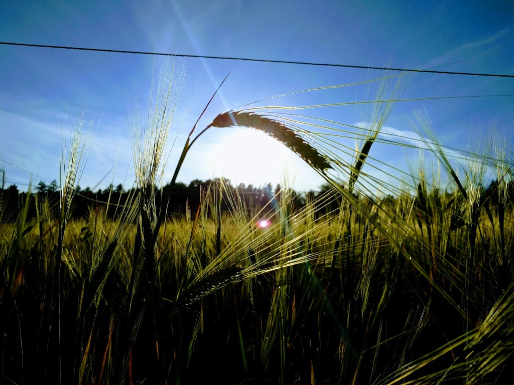 Pear Point Farm | 3166 Pear Point Rd, Friday Harbor, WA 98250, USA | Phone: (360) 298-4840