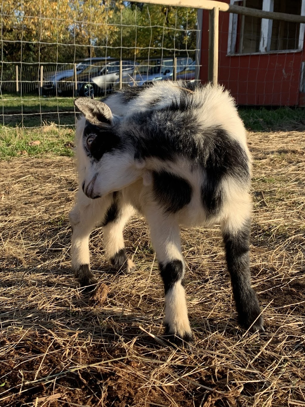 Hazelmere Pumpkin Patch | 18507 20 Ave, Surrey, BC V3S 9V2, Canada | Phone: (604) 542-1205