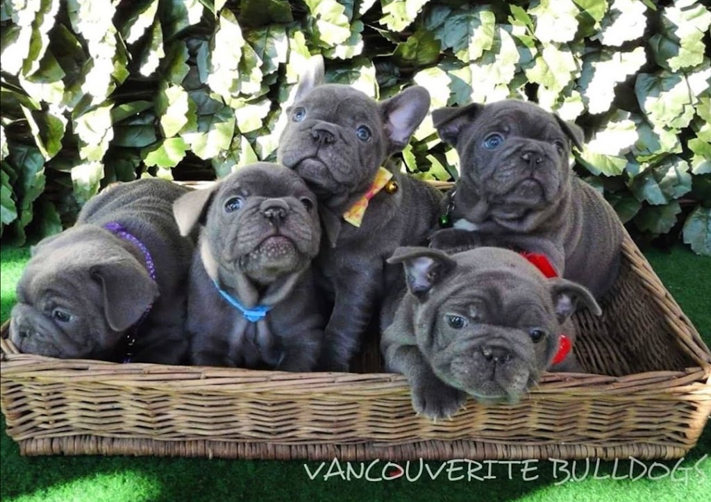 Vancouverite Bulldogs | 13425 Woodcrest Dr, Surrey, BC V4P 1W3, Canada | Phone: (778) 918-5558